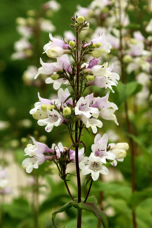 Husker Red Penstemon Seeds