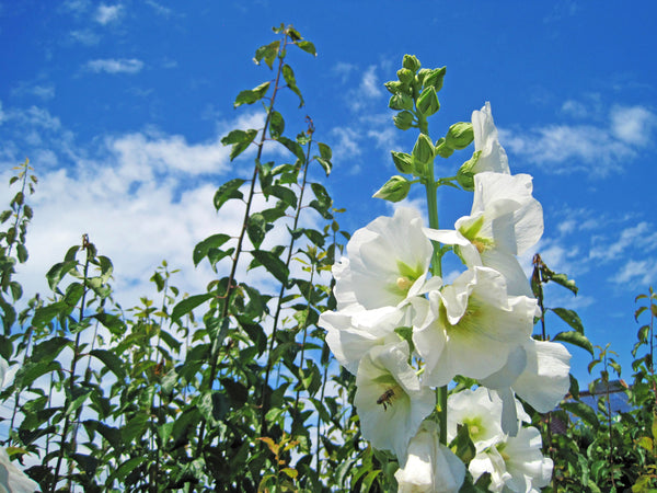 White Hollyhock Seeds