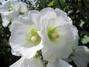 White Hollyhock Seeds