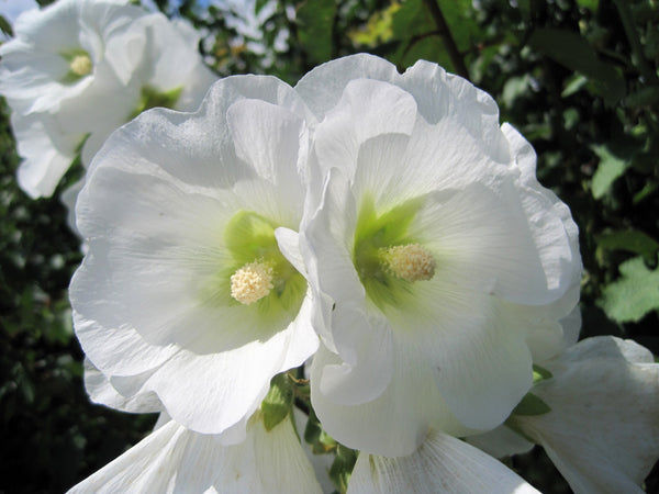 White Hollyhock Seeds