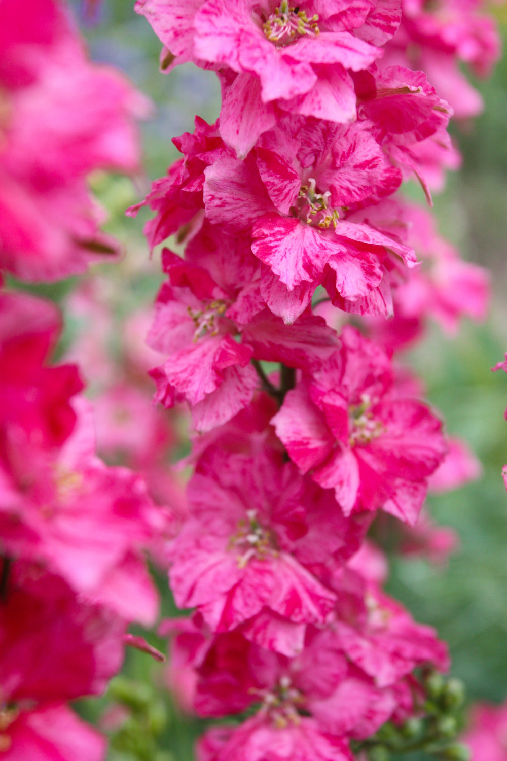 Sublime Pink Larkspur Seeds