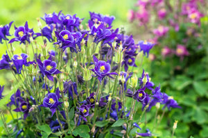 Purple Columbine Seeds
