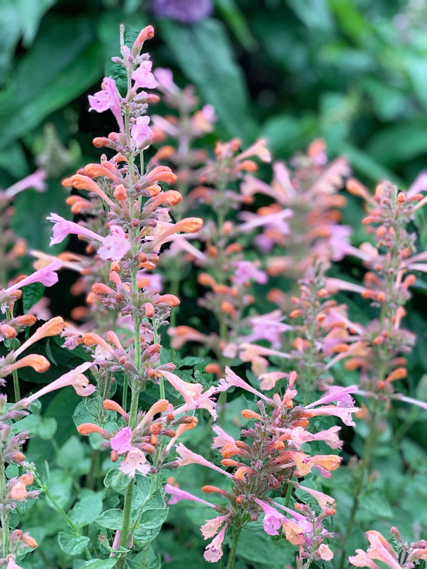 Agastache Mix Seeds