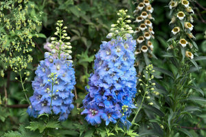 Rocket Larkspur Seeds - Giant Imperial Mix