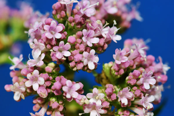 Valerian Seeds