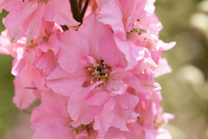 Pink Perfection Larkspur Seeds