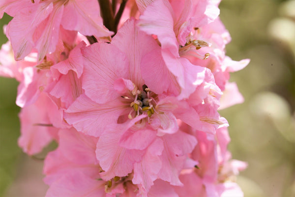 Pink Perfection Larkspur Seeds
