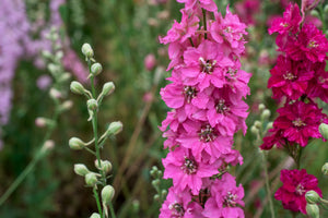 Sublime Pink Larkspur Seeds