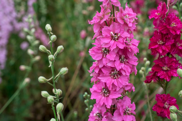 Sublime Pink Larkspur Seeds