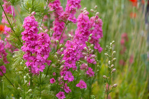 Sublime Pink Larkspur Seeds