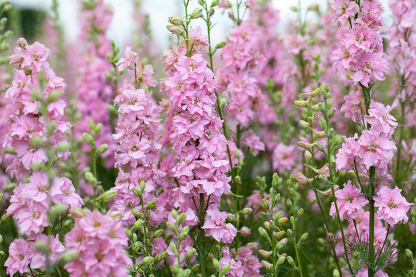 Pink Perfection Larkspur Seeds