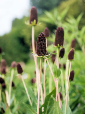 Western Coneflower Seeds