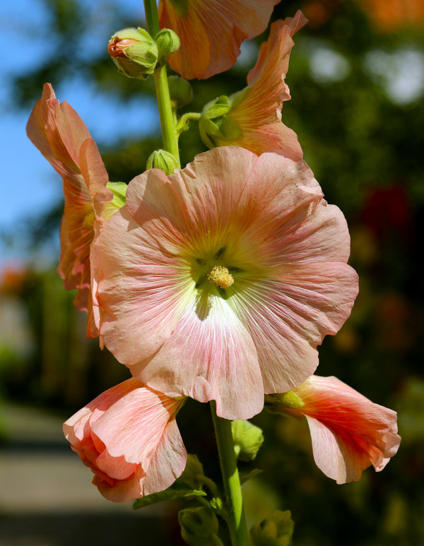 Peach Hollyhock Seeds