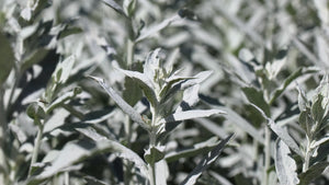 Prairie Sage Seeds