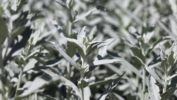 Prairie Sage Seeds