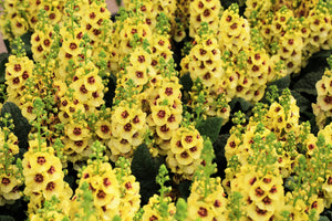 Verbascum Mix Seeds