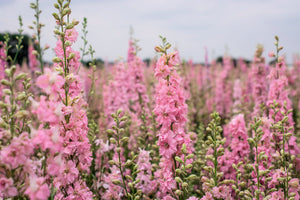 Pink Perfection Larkspur Seeds