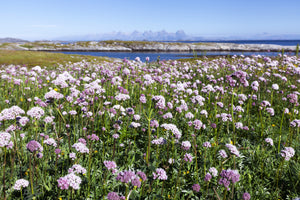 Valerian Seeds