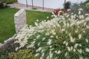 White Fountain Grass Seeds