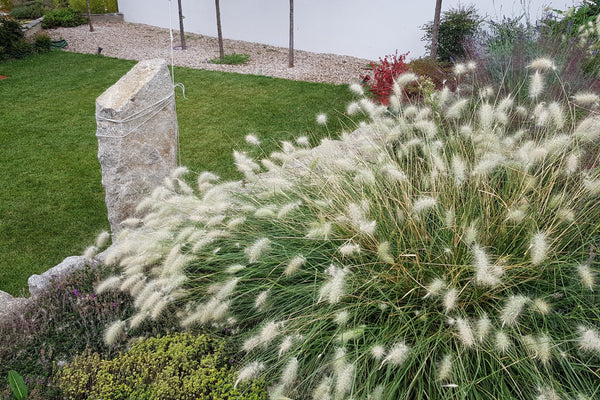 White Fountain Grass Seeds