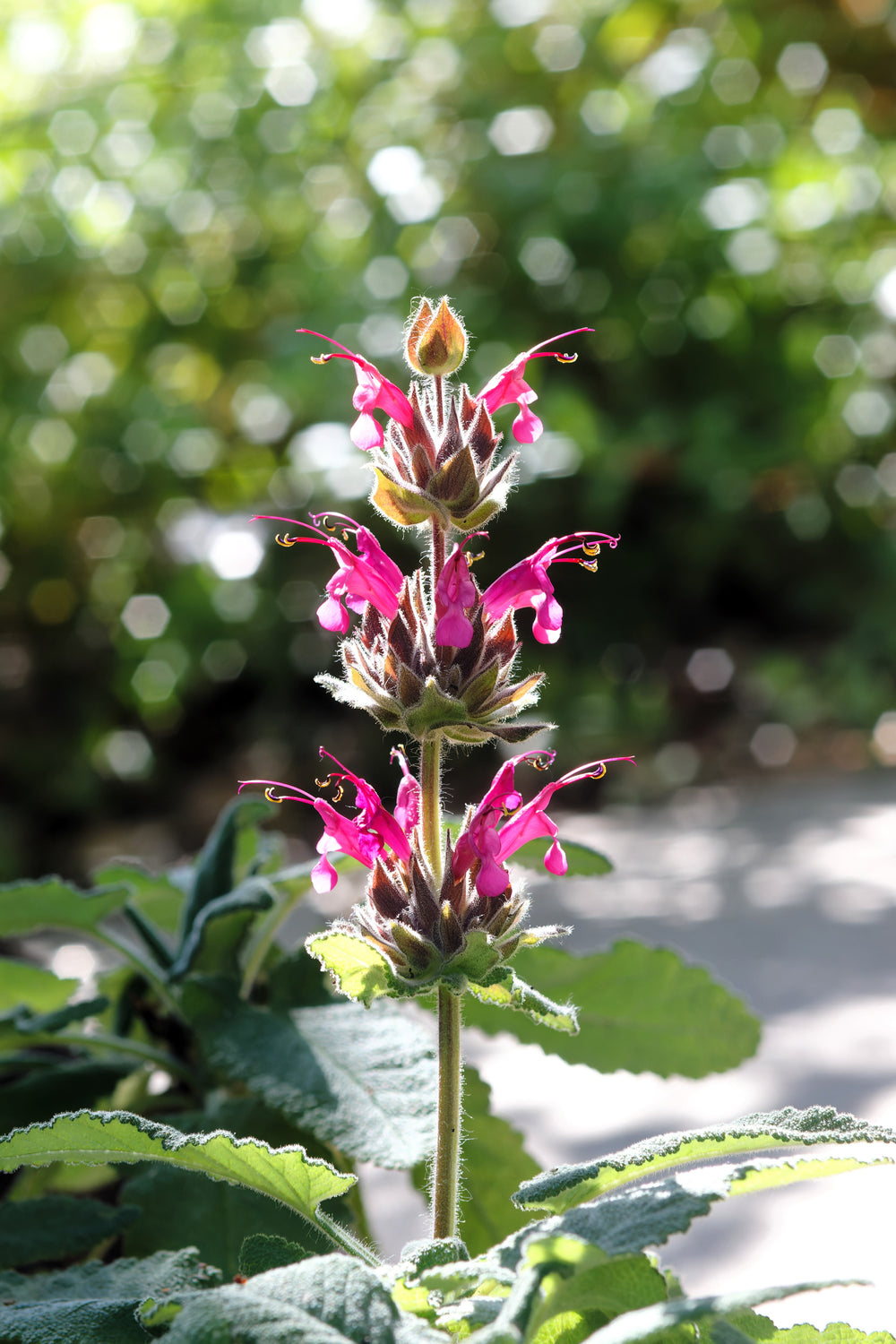 Hummingbird Sage Seeds - Certified Organic