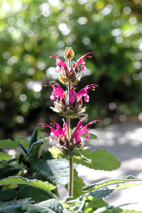 Hummingbird Sage Seeds - Certified Organic
