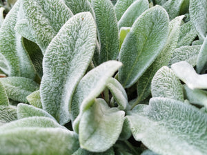 Lamb's Ear Seeds