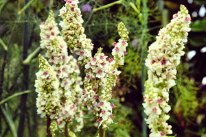 White Blush Verbascum Seeds