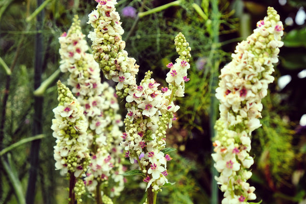 White Blush Verbascum Seeds