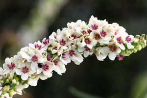 White Blush Verbascum Seeds