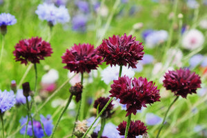 Black Bachelor's Button Seeds
