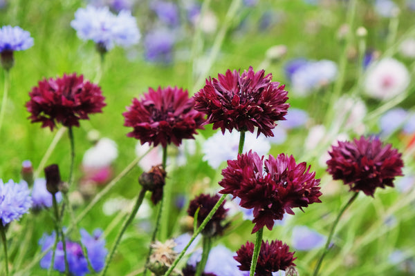 Black Bachelor's Button Seeds