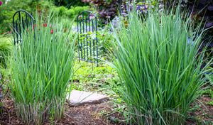 Switch Grass Seeds