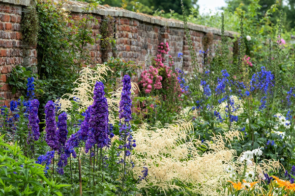 Black Knight Pacific Giant Delphinium Seeds