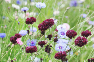 Black Bachelor's Button Seeds
