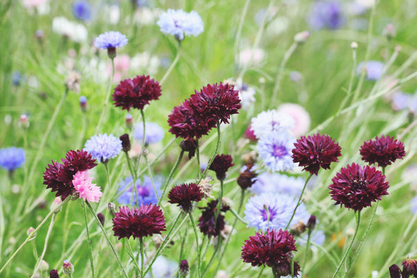 Black Bachelor's Button Seeds