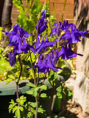 Purple Columbine Seeds