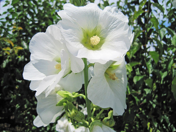 White Hollyhock Seeds