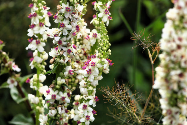 White Blush Verbascum Seeds