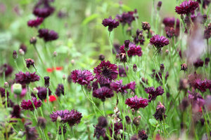 Black Bachelor's Button Seeds