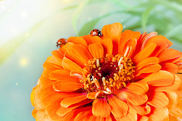 Orange King Zinnia Seeds
