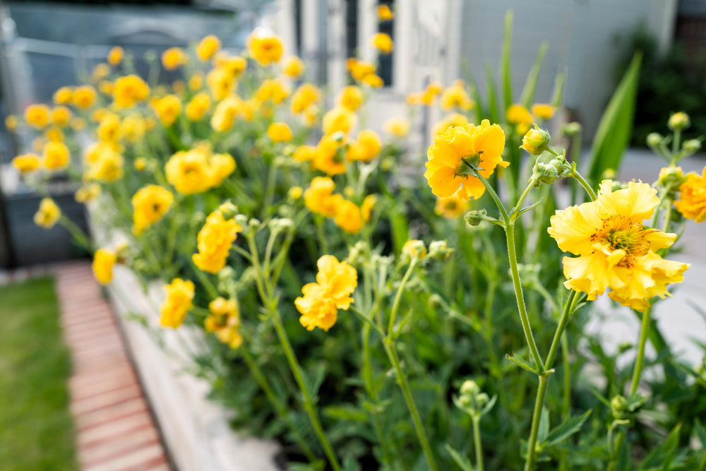 Lady Stratheden Geum Seeds