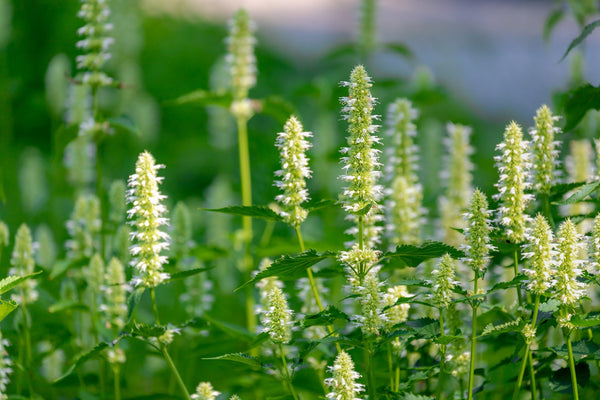 Yellow Giant Hyssop Seeds