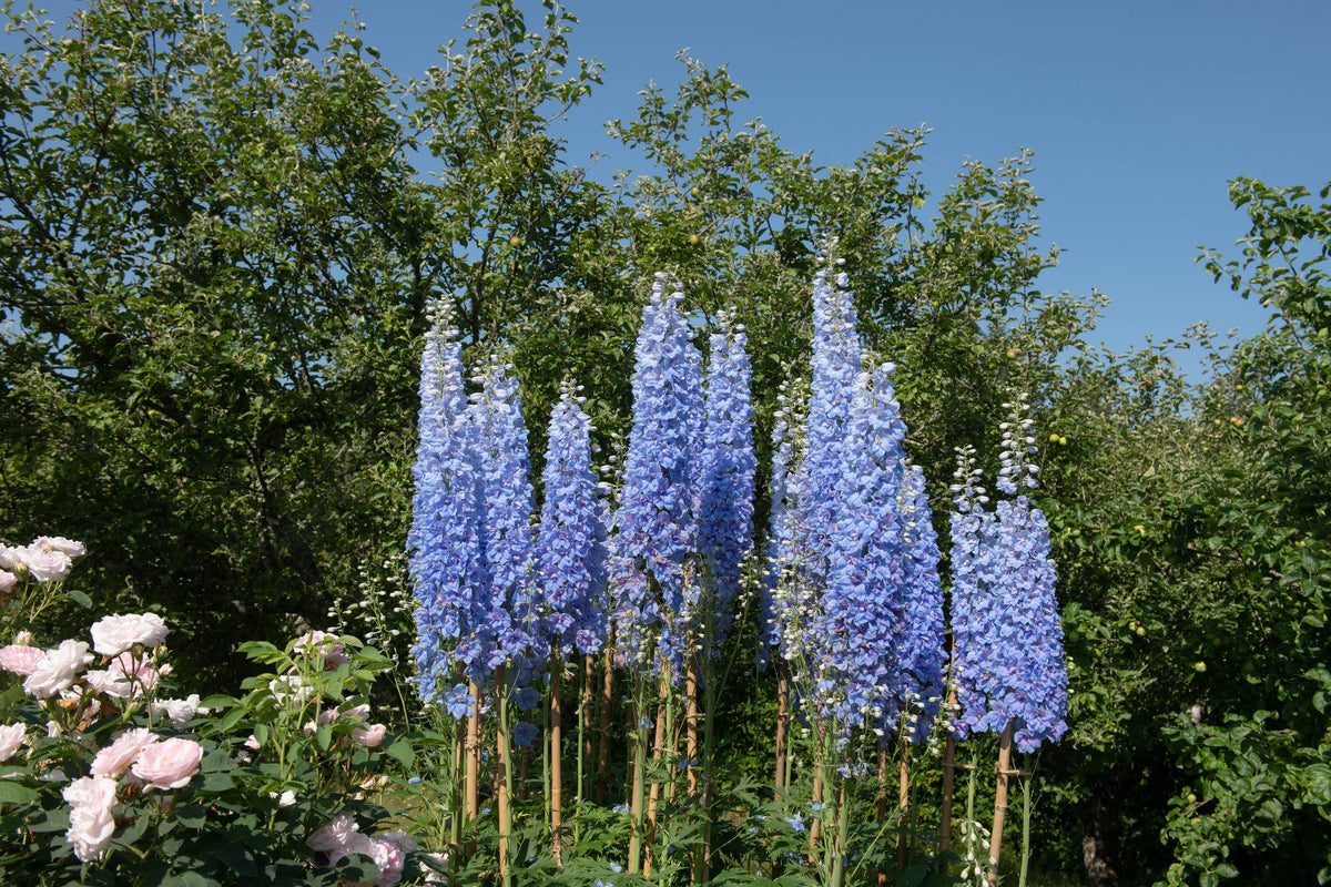 Delphinium Pixie Rockets Rocket Larkspur Delphinium Seeds