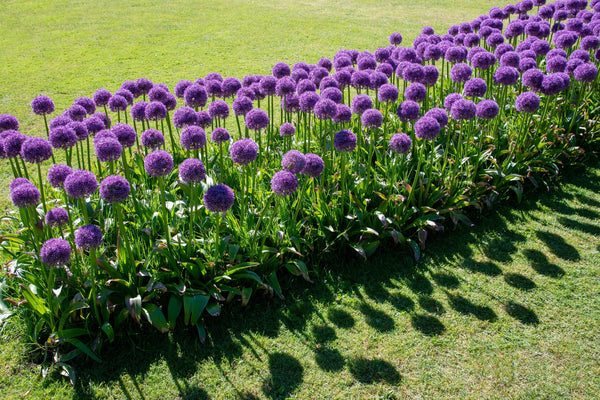 Giant Allium Seeds