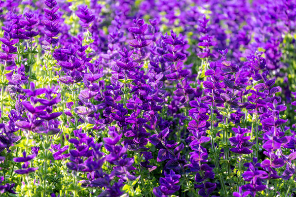 Blue Monday Clary Sage Seeds