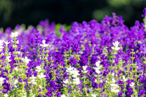 Blue Monday Clary Sage Seeds