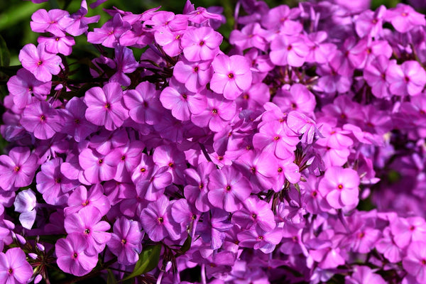 Meadow Phlox Seeds