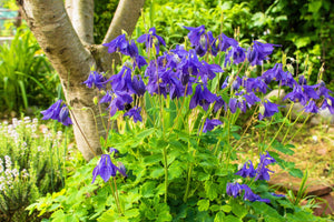 Purple Columbine Seeds