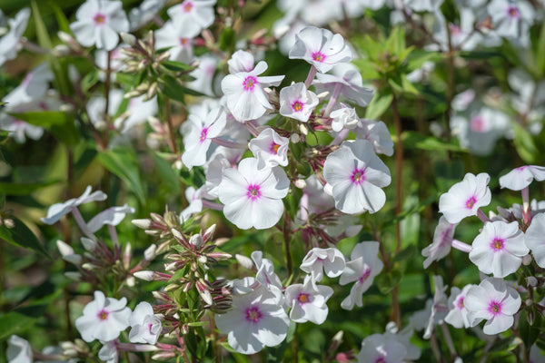 Meadow Phlox Seeds